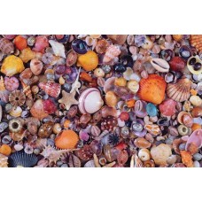 Puzzle Muscheln,1000 Teile Piatnik