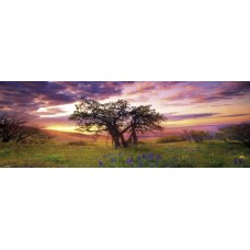 Puzzel Oak Tree,Humb.1000 Heye 29472