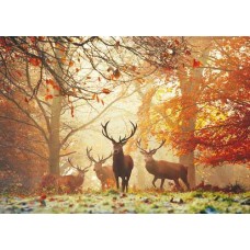 Puzzle Stags,Magic For.1000 Heye 29805