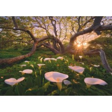 Puzzle Calla Clearing 1000 T.Heye 29906